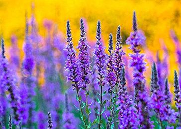 庆祝《白荆回廊》上线 《古剑奇谭》Steam全系大促